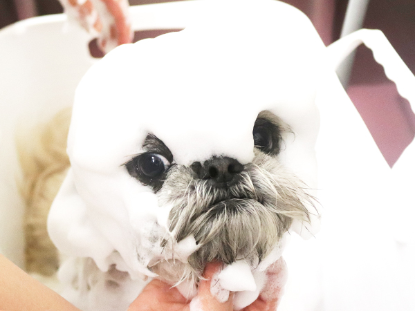 モデル犬の里帰り♪～すあまちゃん～